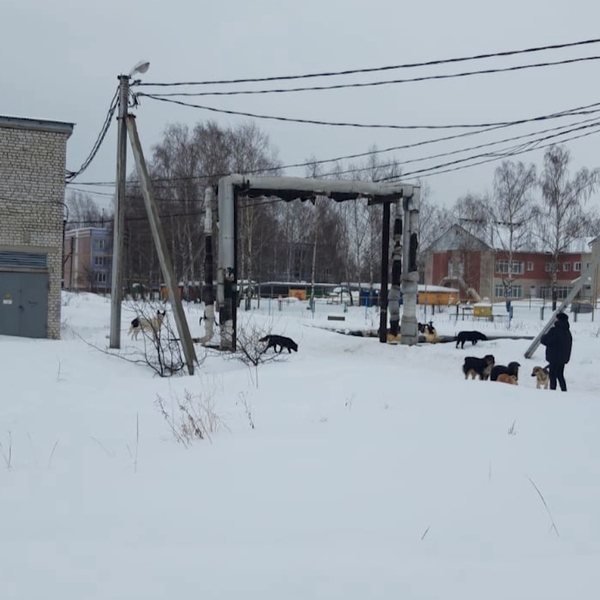 Стая бродячих собак держит в страхе жителей села Поляны