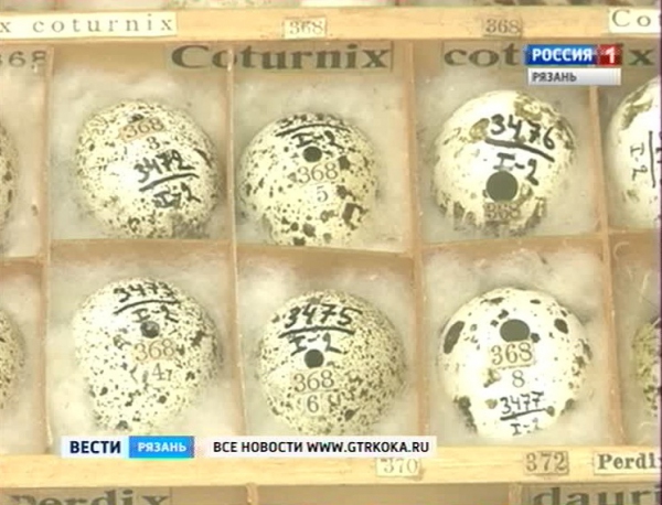 В Рязанском Кремле открылась выставка яиц