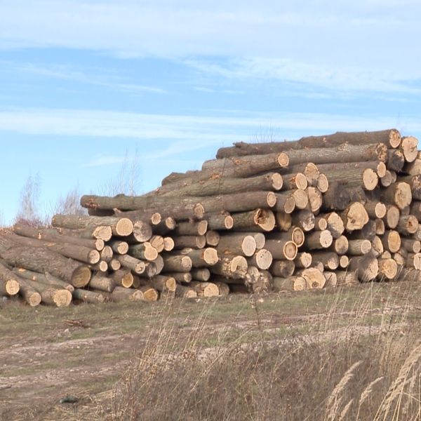 Полумиллионный штраф грозит лесорубам Скопинского района за незаконную вырубку ценных пород деревьев