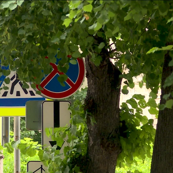 Дорожные знаки на улицах Рязани скрываются под густыми ветвями деревьев. Кто виноват?