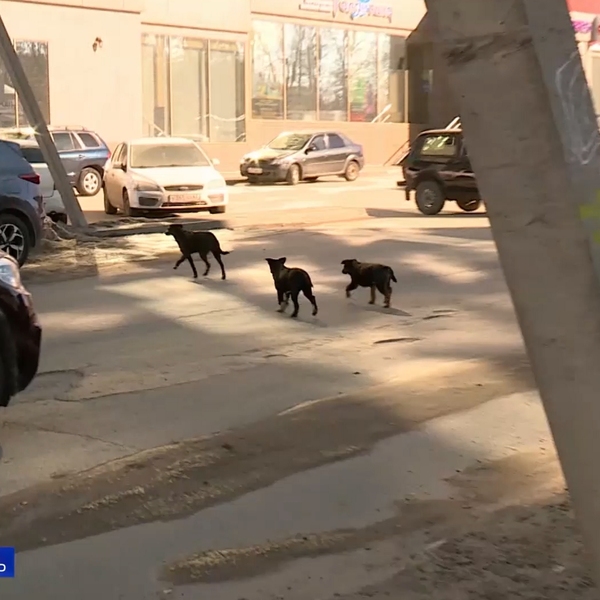 Жители Горрощи пожаловались на стаю бездомных собак