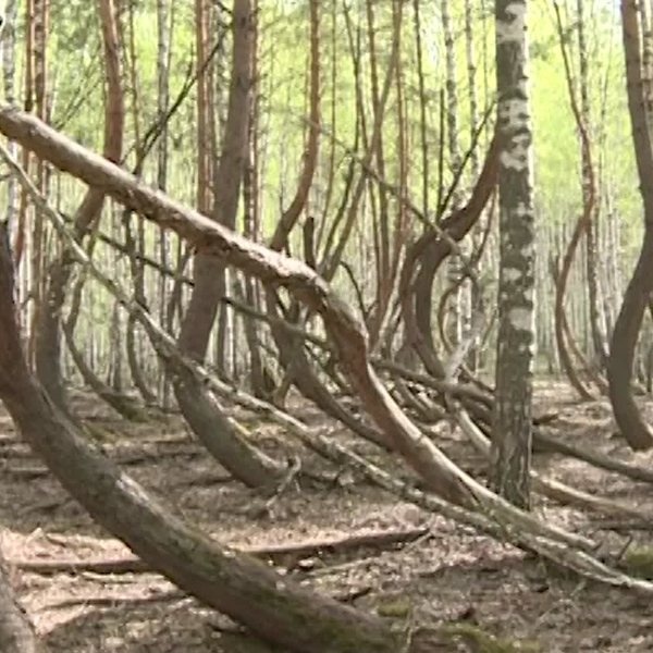 Памятником природы решили сделать «Пьяный лес» в Рязанской области