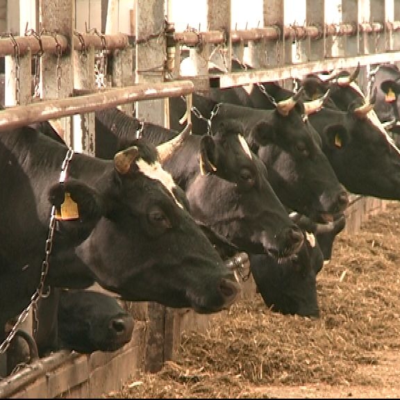 В Рязанской области растет производство молока