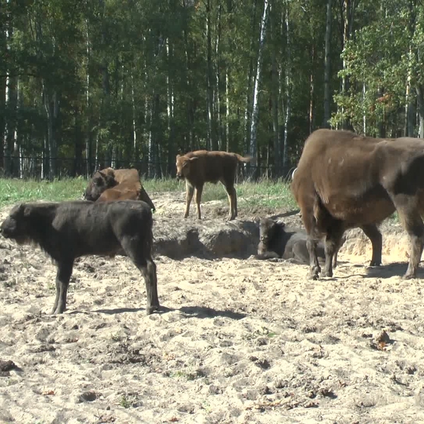 10 рязанских зубров отправятся в национальный парк «Смоленское Поозерье»