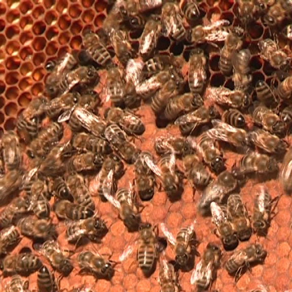 Ученые заявили об угрозе вымирания пчёл