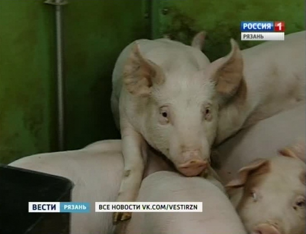 В Рязанскую область запрещен ввоз свиней и кормов для них