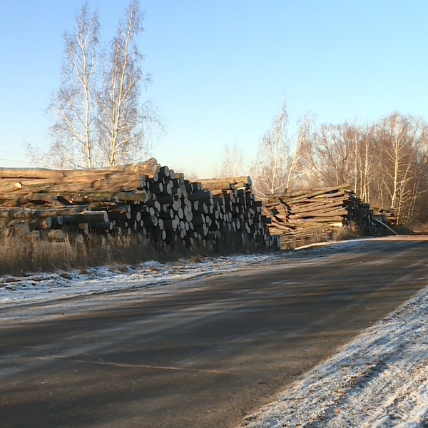 Жители деревни Насурово обеспокоены вырубкой деревьев