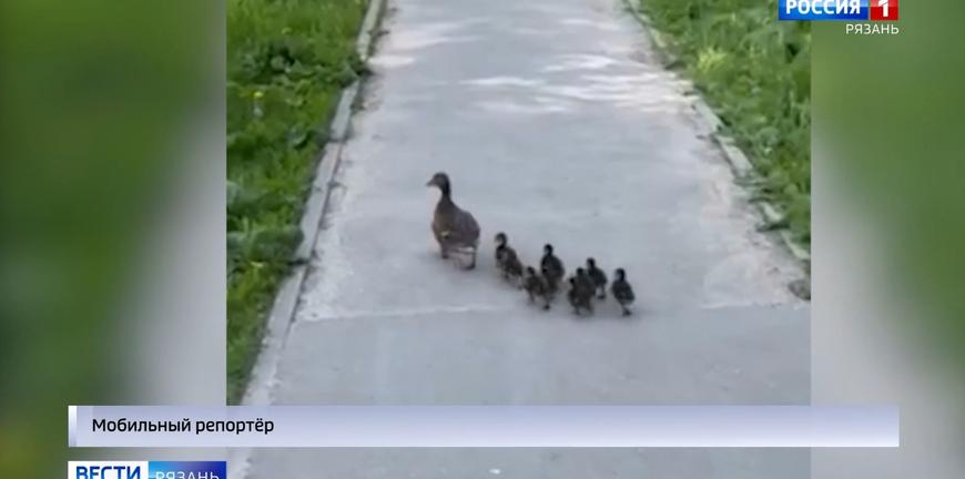 Мобильное порно видео утка порно видео