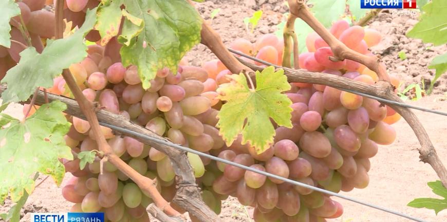 Житель Рязани вырастил более 80 сортов винограда - Общество - ГТРК ОКА