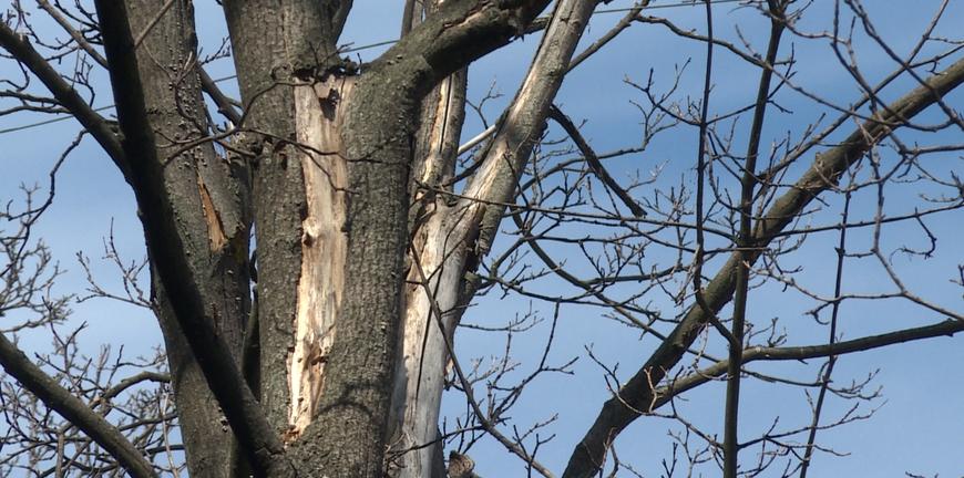 Рязанцы жалуются на аварийные деревья - Общество - ГТРК ОКА