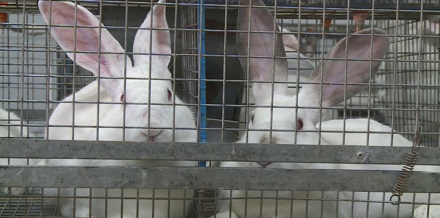 Разведение кроликов на фермах: что важно знать начинающим кролиководам