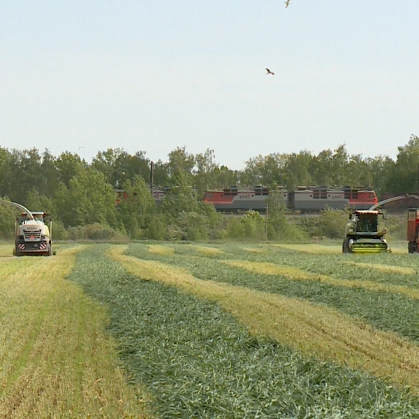 В Рязанской области завершается заготовка кормов для сферы животноводства