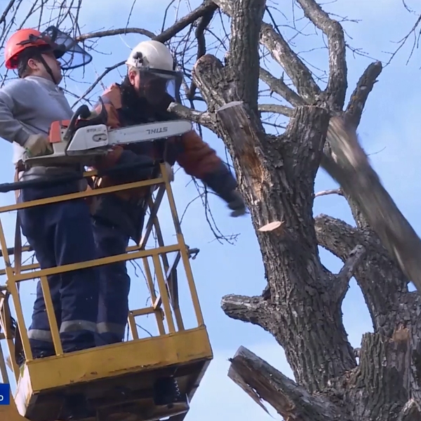 ГТРК «Ока» продолжает акцию по ликвидации аварийных деревьев