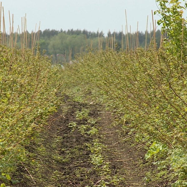Рязанская область в этом году недополучит урожай по клубнике, малине и яблокам