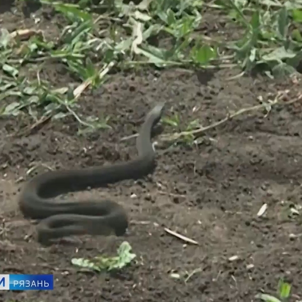 В Рязанской области начали просыпаться змеи