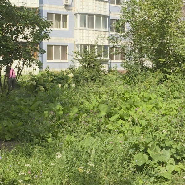 Жители Дашково-Песочни жалуются на заросший сорняками двор