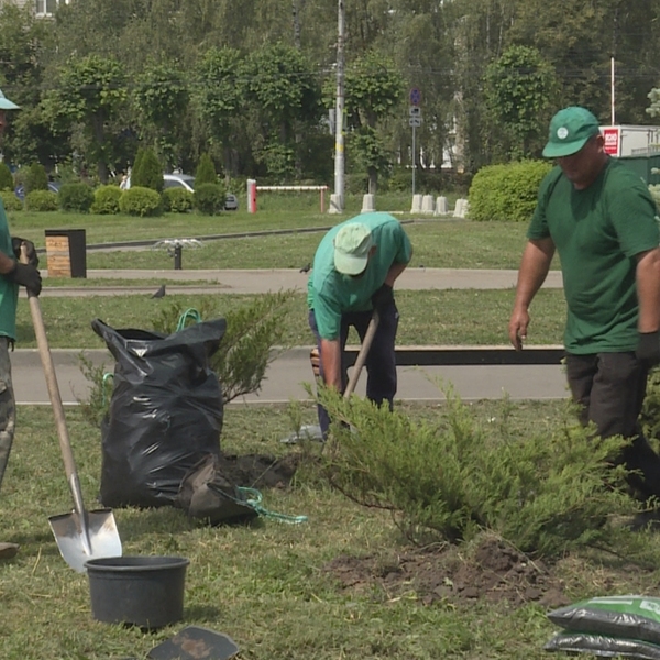 Возле ЦНТИ в Рязани высадили деревья и кустарники