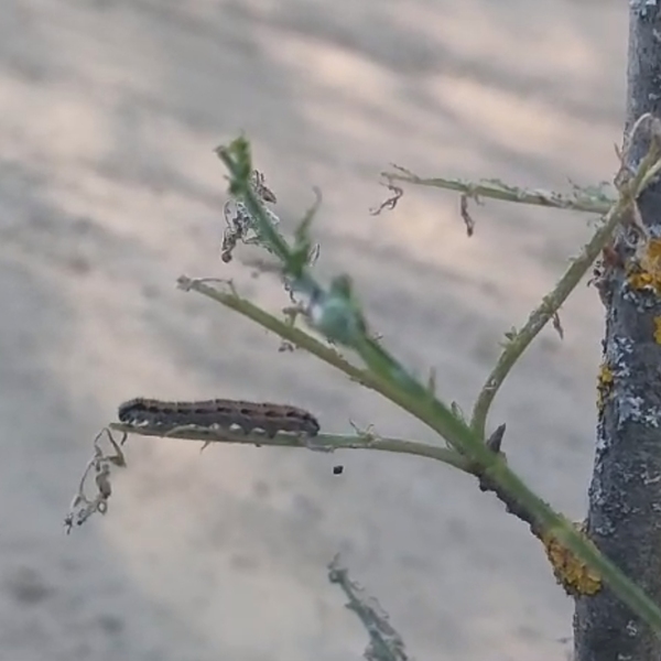 Шелкопряд вернулся: гусениц заметили в Рязанском районе