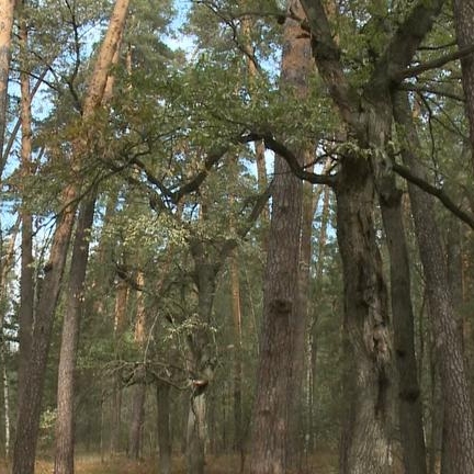В лесах Рязанской области усилили контроль за соблюдением правил пожарной безопасности