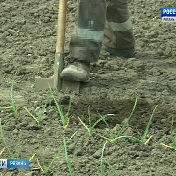 Огородник из рязани. Огородник из Рязани дзен. Рязанский огородник Ольга. Заметки огородника из Рязани. Огородник из Рязани дзен Салда.