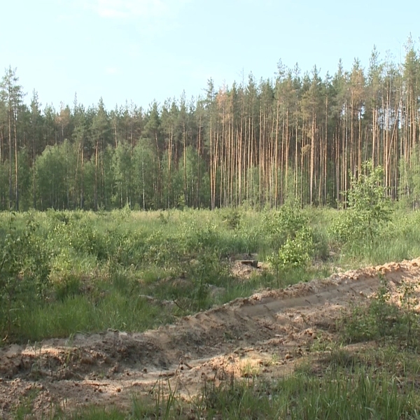 Специалисты восстанавливают рязанские леса после пожаров 2022 года