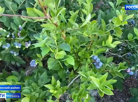 Актуальная тема - Голубика