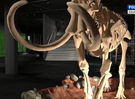 Актуальная тема - Музейный центр