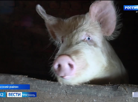 Личное подсобное хозяйство