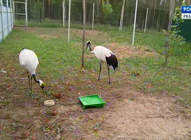 Актуальная тема - Окский заповедник