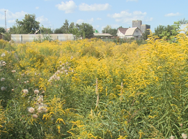 Заброшенные участки