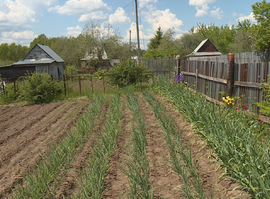 Майские заморозки свели на нет старания садоводов