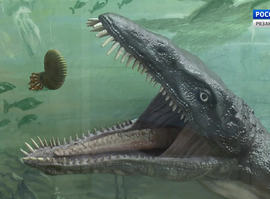 Актуальная тема – Неделя палеонтологии