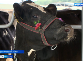 Выставка-выводка племенных коров "Рязанские Зорьки"