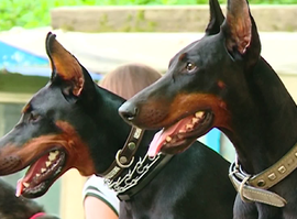 Актуальная тема - В Рязани участились случаи нападения собак