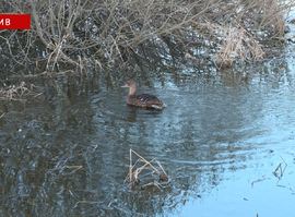 Актуальная тема - Охота