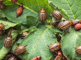 Актуальная тема - Картофельный листоед: убить колорадского жука собственным же ядом