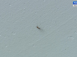 Актуальная тема - Комары в домах