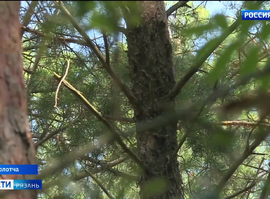 Лес_Солотча