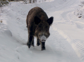 Актуальная тема - Учет диких зверей
