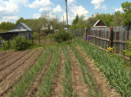 Дачники подсчитывают убытки от майских заморозков