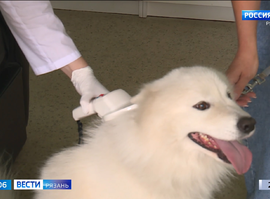 Регистрация собак