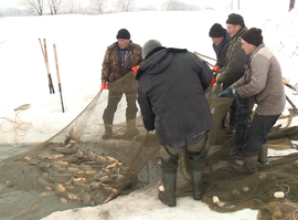 Свежая рыба искусственного происхождения: в регионе выращивают карпа