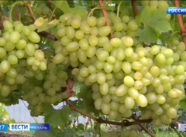 Виноград