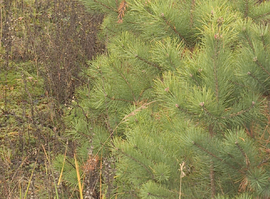 Лесовосстановление