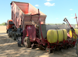 В сельхозпредприятиях региона полным ходом идёт посадка картофеля