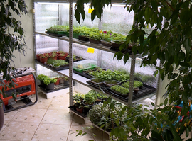 На станции юннатов скоро распустятся цветы