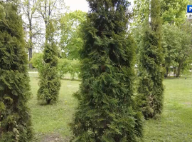 Актуальная тема - Парки