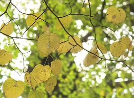 Актуальная тема - Депрессии - нет: больше света и физической активности