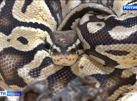 Королевский питон