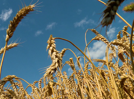 Актуальная тема - В Рязанской области аграрии собрали 3 миллиона тонн зерна
